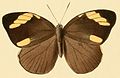 Profile Picture of Hewitsonia boisduvaliion Wikipedia