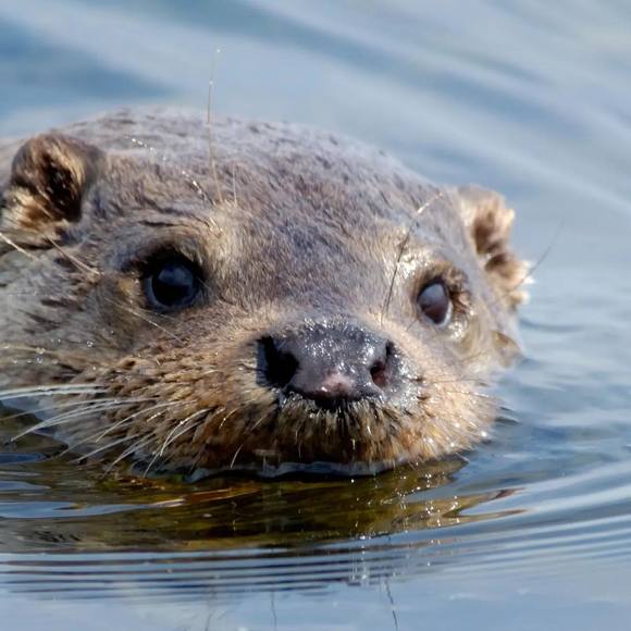 Profile Picture of Kailani Kailani (@kailanikailani) on Poshmark