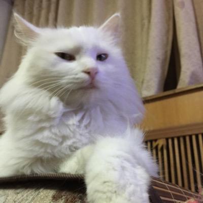 Profile Picture of Callen (@callen_peter) on Twitter