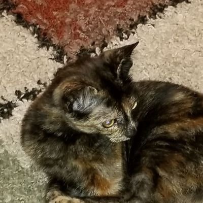 Profile Picture of Mark Carr (@Villageidit) on Twitter