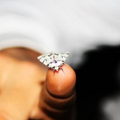 Profile Picture of David Buxó (@DavidBux1) on Twitter