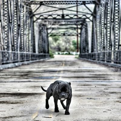 Profile Picture of Apollo The Staffy (@SardoBrian) on Twitter