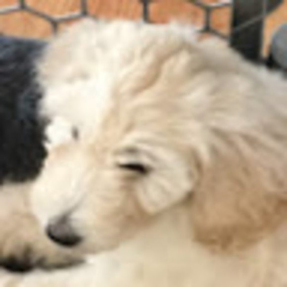 Profile Picture of Isabelle Gilbert (@y2024isagil) on Poshmark