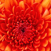 Profile Picture of Aisha Robertson (@aisharobertson7183) on Youtube