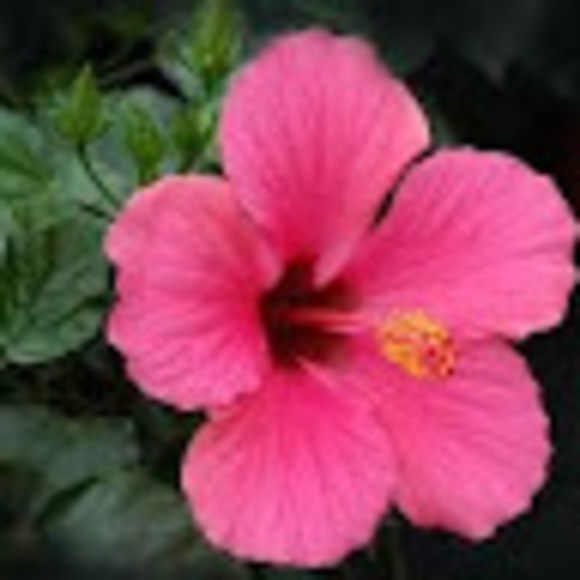 Profile Picture of Klc R (@klc_r) on Poshmark