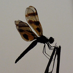 Profile Picture of Back To Zero / Rene Rezvan (@back to zero / rene rezvan) on Flickr