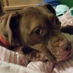 Profile Picture of Dominique march-rizzo (@cocoabean143nikka) on Instagram