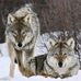 Profile Picture of Phil Wolfe (@phil.wolfe.581) on Facebook