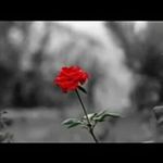 Profile Picture of Steven Vags (@stevenvags) on Instagram