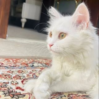 Profile Picture of ayeshagulzar_ (@ayeshagulzar_) on Instagram