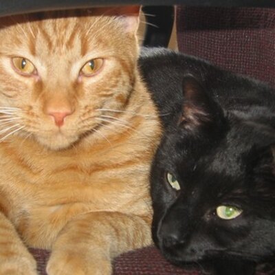 Profile Picture of Cindy Berndt (@cebcats) on Twitter