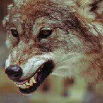 Profile Picture of Felicity McDonald (@felicitoimcdu0) on Instagram