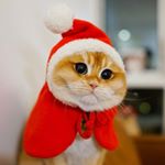 Profile Picture of Williams Meyer (@williamsmeyer89) on Instagram