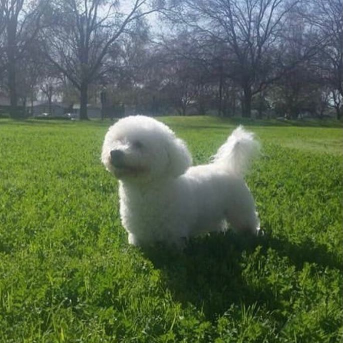 Profile Picture of Buddy (@buddyca) on Tiktok