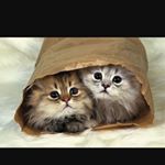 Profile Picture of Wadeeah Sanad (@dodi_sanad_2006) on Instagram