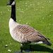 Profile Picture of Matthew Taylor (@seaburymatt) on Pinterest