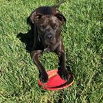 Profile Picture of Colt Maxwell The First (@cm_the_staffy) on Instagram