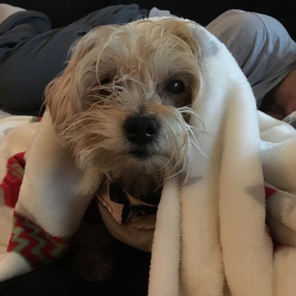 Profile Picture of Alexandra Pradas (@elephant1986) on Poshmark