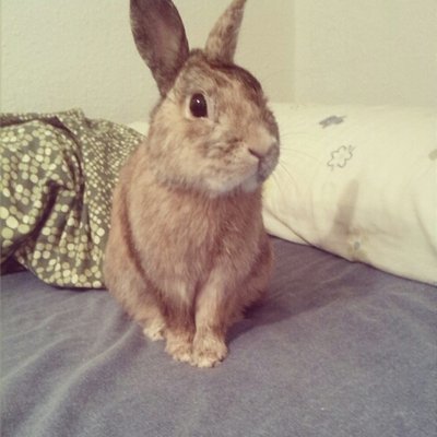 Profile Picture of ElenaAdam (@ElenaLazoAdam) on Twitter