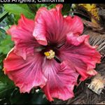 Profile Picture of Brad A. Daniels🌺😎 (@hibiscuswhisperer) on Instagram