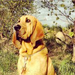 Profile Picture of The Life Of Benjamin (@benthebloodhound) on Instagram