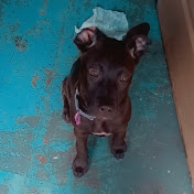 Profile Picture of Lacy Adams (@MommaLove) on Youtube