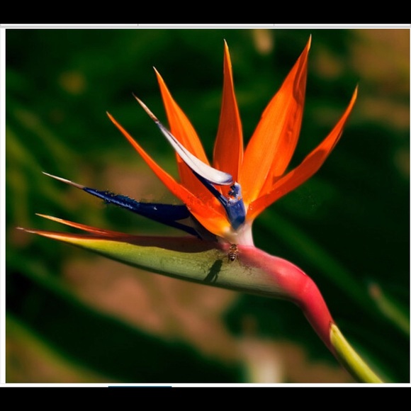 Profile Picture of Janet Molina (@janet_321) on Poshmark