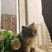 Profile Picture of Emad Khalaf (@Emadkhalaf22) on Youtube