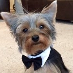 Profile Picture of Lynette Holmes (@azdoggiecouture) on Instagram