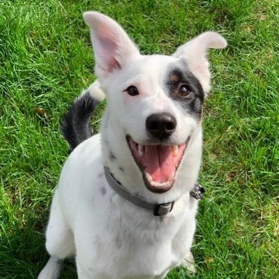 Profile Picture of Casey Page (@BGCaseyPage) on Twitter