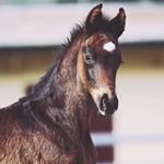 Profile Picture of Maxwell W. — (@maxwellcolt) on Instagram