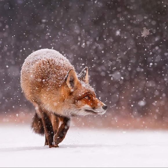 Profile Picture of Christina Guilbeault-roussel (@christinagui976) on Poshmark