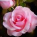Profile Picture of Meena Pragada (@meena.pragada) on Facebook