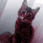 Profile Picture of   🐱𝕋𝕠𝕞𝕚🐱 Live on TikTok... (@sab_tt8) on Tiktok