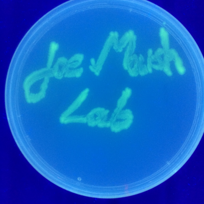 Profile Picture of Joe Marsh (@jmarshlab) on Twitter