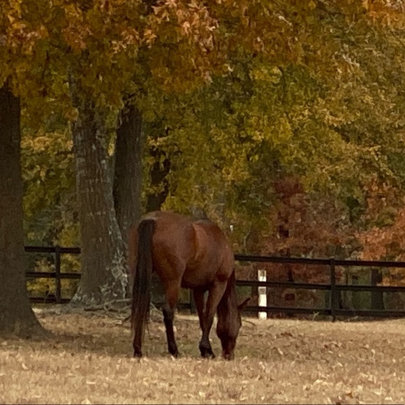 Profile Picture of Waydean Hamilton (@waydeanhamilton) on Poshmark