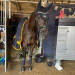 Profile Picture of Ellen Jakobsson (@ellenjakobssondressage) on Instagram