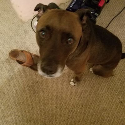 Profile Picture of Jon Matthew Speak (@stillbillyJ) on Twitter