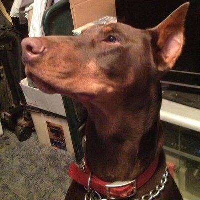 Profile Picture of Andrew Ruffalo (@@RuffaloA) on Twitter