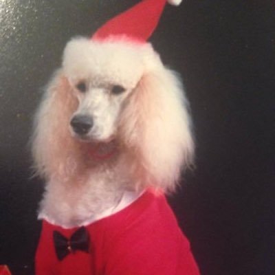 Pat's Pet Grooming - Twitter Profile Picture of Pat's Pet Grooming (@PatsPetGroom) on Twitter