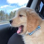 Profile Picture of Teddy Barrett (@teddygoldenpup) on Instagram