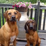 Profile Picture of Kayla ja Bruno 🇫🇮 (@kayla_and_bruno) on Instagram