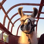 Profile Picture of Matthew Cardoza (@matthewcardoza368) on Youtube