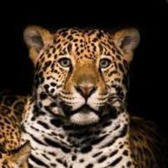 Profile Picture of Marcell Evans (@rbu) on Poshmark