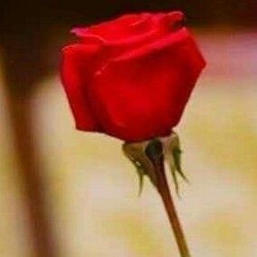 Profile Picture of bharathi shetty (@its_me_rathi) on Tiktok