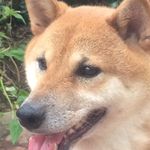 Profile Picture of Yayoi Hiramoto DE Loyola (@wagamamahiro) on Instagram