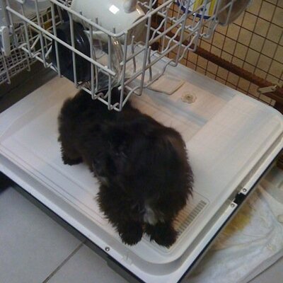 Profile Picture of Haley Isbell (@izzyhailrox) on Twitter