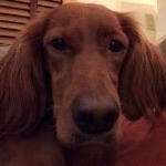 Profile Picture of Mark Del Grosso (@markdelgrosso) on Instagram