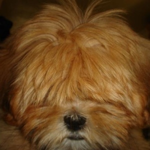 Profile Picture of Tran Trinh (@250414961) on Myspace