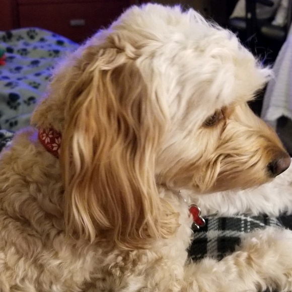 Profile Picture of Sam Cucciniello (@vagolds) on Poshmark